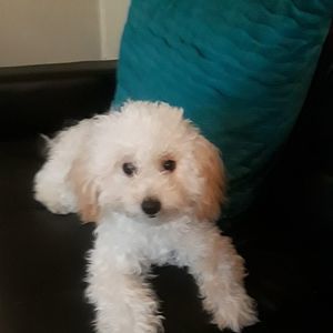 Meet your Posher, Paty